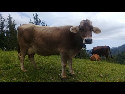 შვიცის ძროხა (იწველება - 23 ლიტრას)